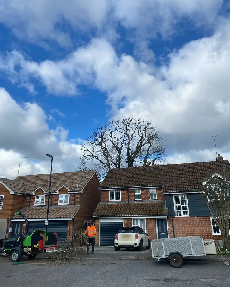 A 2-metre oak reduction, Burgess Hill (photo 3 of 3)