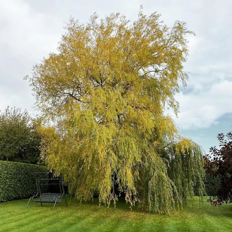 Pollarding a mature willow, Haywards Heath (photo 1 of 3)