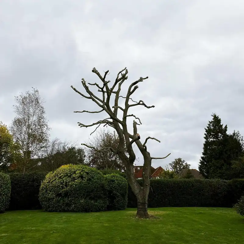 Pollarding a mature willow, Haywards Heath (photo 3 of 3)