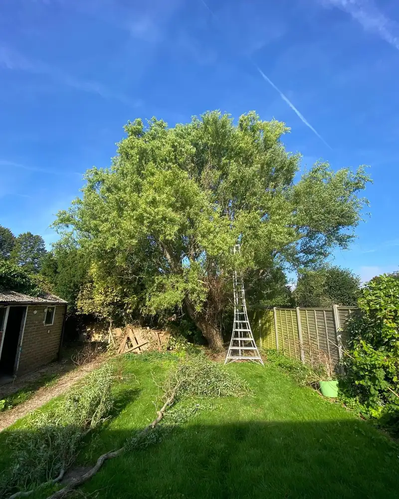 Reducing a willow grown far past its old pollard, Henfield (photo 1 of 2)
