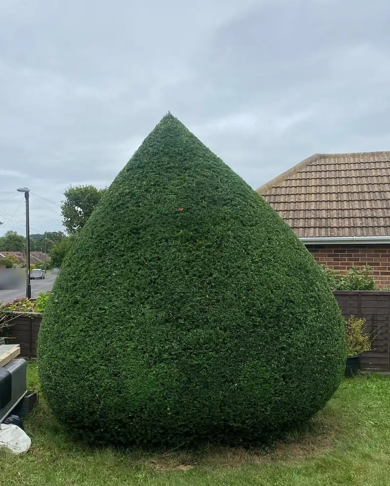 Clipping a yew into a teardrop, Burgess Hill