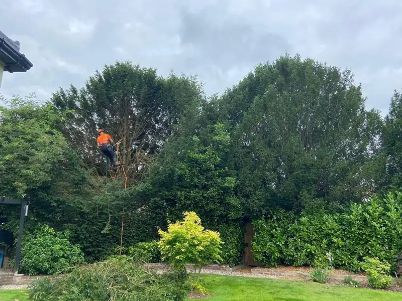 Turning four yew trees into a hedge, Haywards Heath (photo 1 of 4)