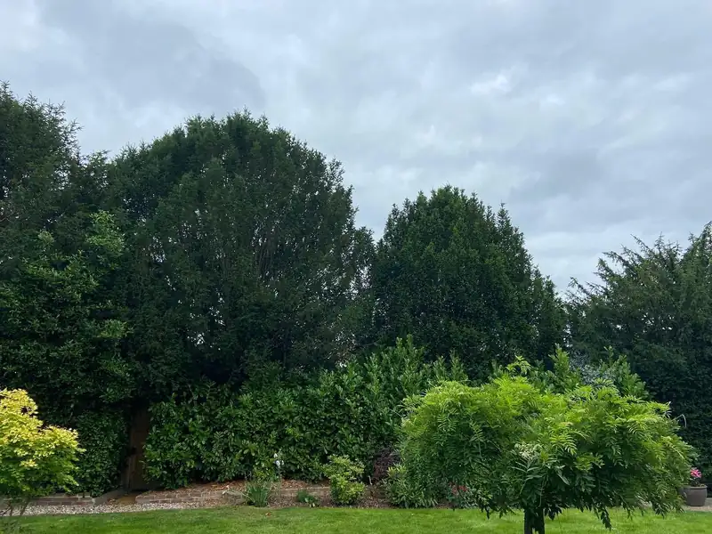 Turning four yew trees into a hedge, Haywards Heath (photo 2 of 4)