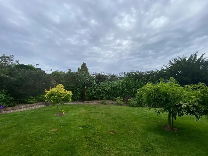 Turning four yew trees into a hedge, Haywards Heath (photo 3 of 4)