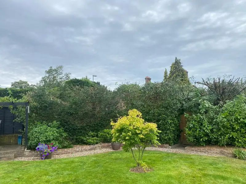 Turning four yew trees into a hedge, Haywards Heath (photo 4 of 4)
